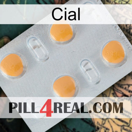 Cial 24
